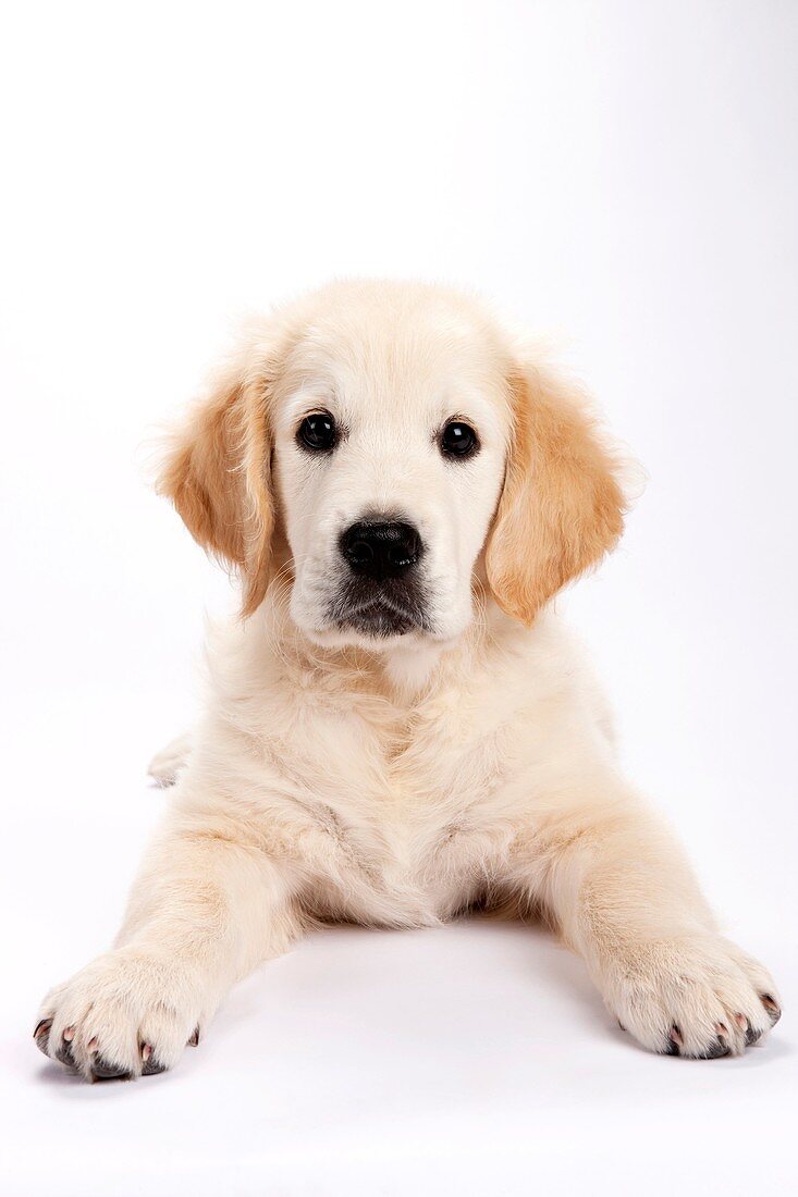 Golden Retriever Welpe