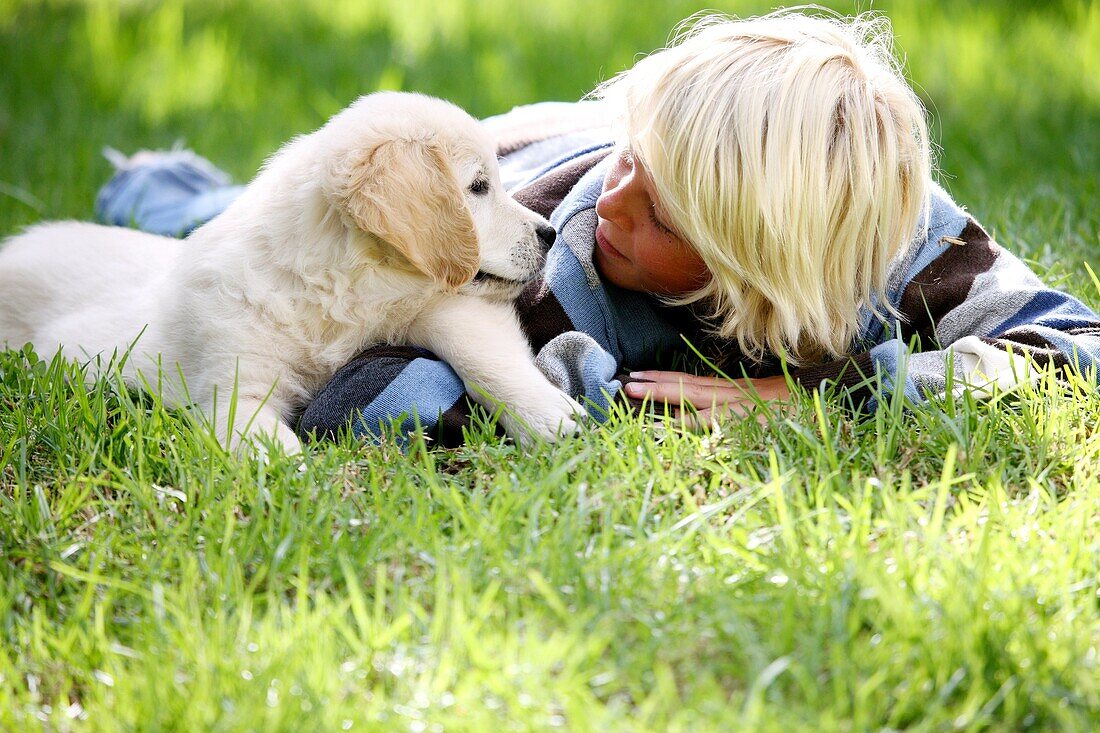 Golden Retriever Welpe