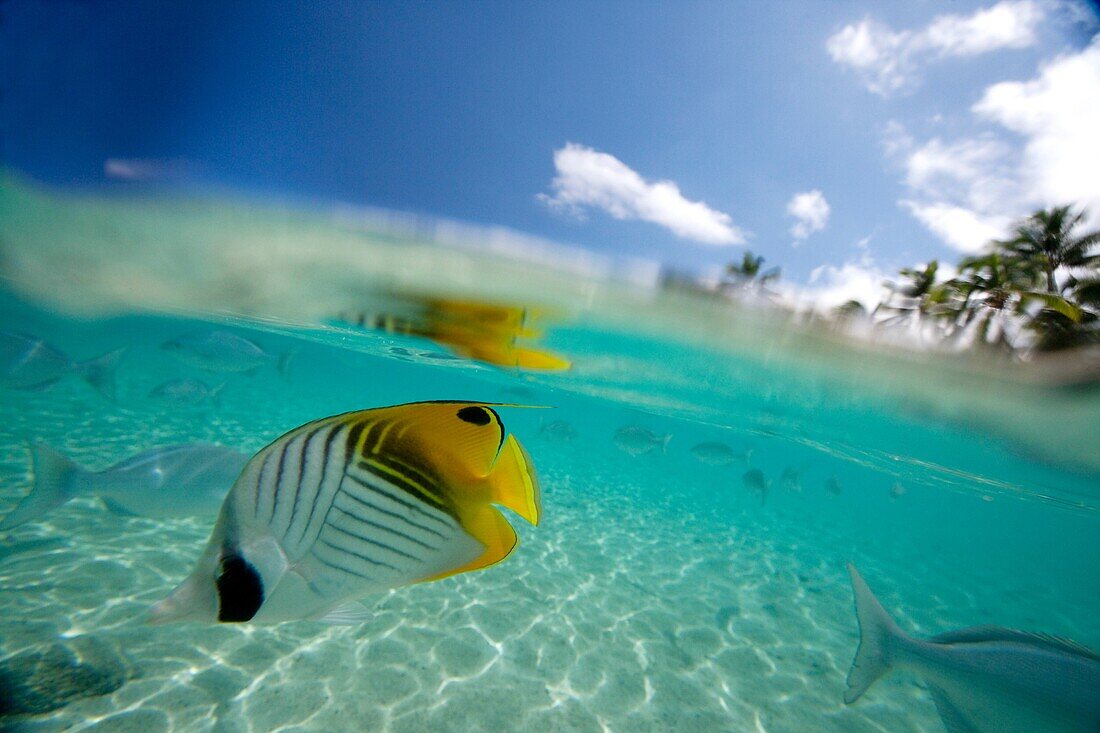 Rarotonga, Die Cookinseln