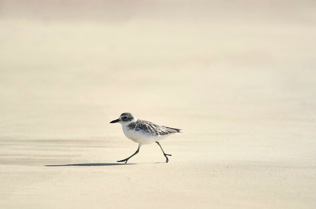 New Zealand dotterel/tuturiwhatu Charadrius obscurus is an endangered bird species endemic to New Zealand  NZ dotterels are shorebirds, usually found on sandy beaches and sandspits or feeding on tidal estuaries  It was once widespread and common but there