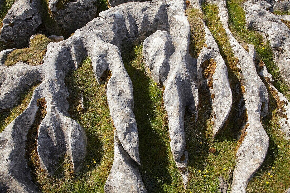 Limestone Pavement, Malham Cove, near Malham Village, Yorkshire Dales National Park, England, United Kingdom