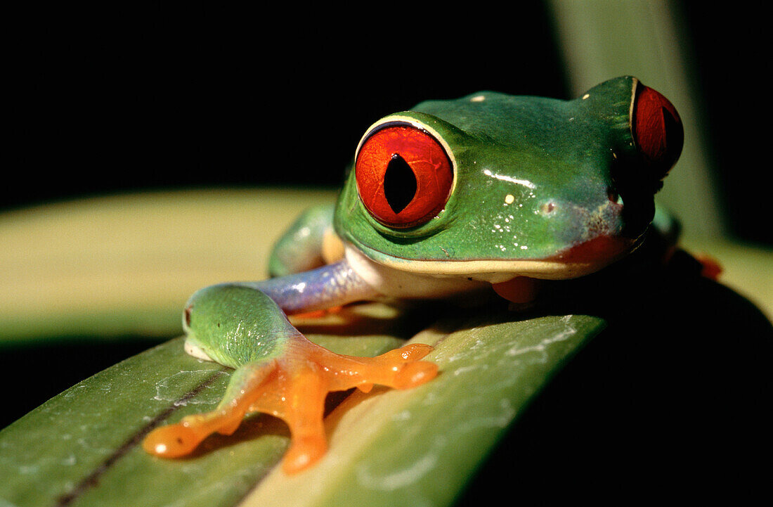 Red-eyed Treefrog (Agalychnis callidryas). Costa Rica