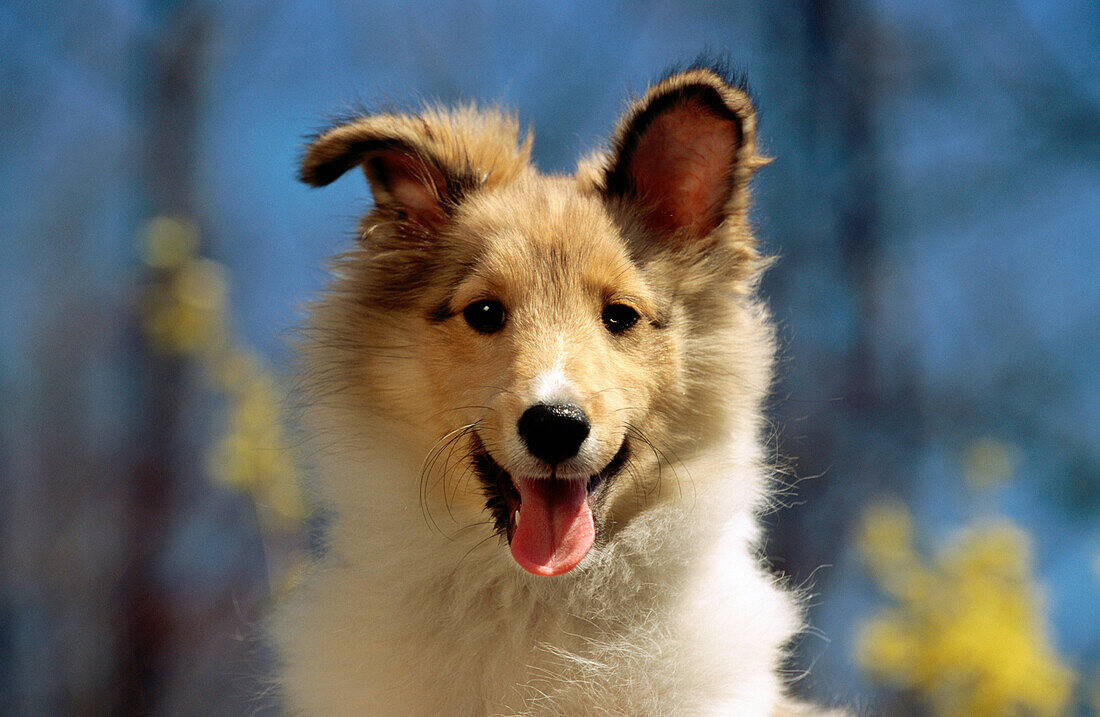 Shetland sheepdog