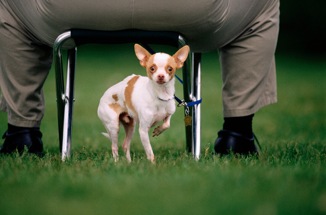adult, amusing, animal, buttocks, Chihuahua, Color image, contemporary, contrast, country, danger, day, dog, Dog breed, field, funny, hazard, horizontal, human, humor, leash, leisure, looking at camera, Male, Man, obese, obesity, one, One animal, one pers