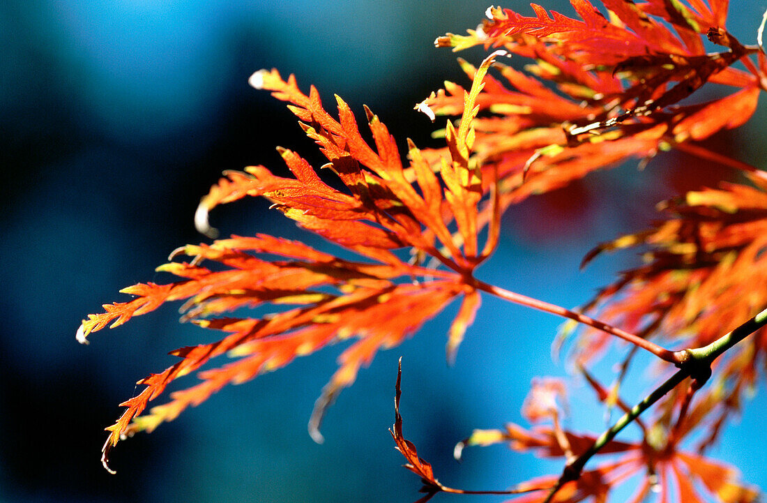 Aussen, Blatt, Detail, Empfindlich, Farbe, Herbst, Hintergrund, Horizontal, Jahreszeit, Konzept, Nahaufnahme, Natur, Natürlich, Pflanze, Tag, G22-158868, AGEFOTOSTOCK