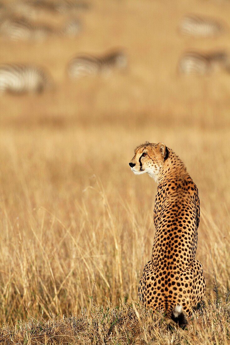 Single Cheetah