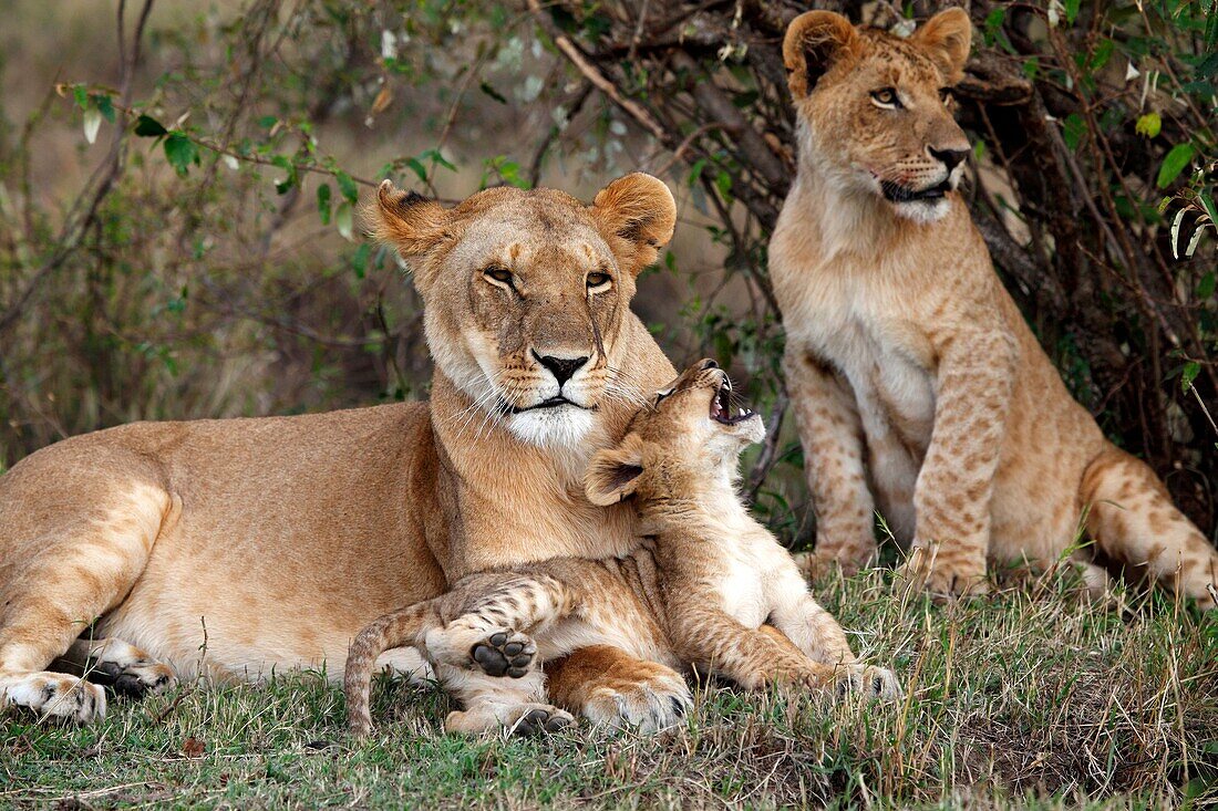 Lions in the Mara