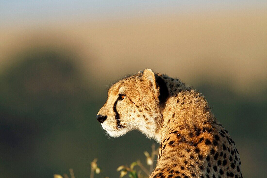 Cheetahs in Kenya