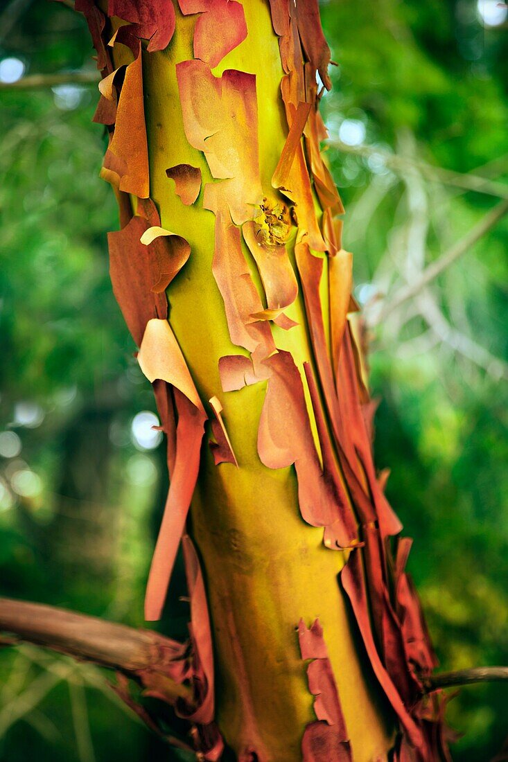cose up of peeling bark of Arbutus Tree