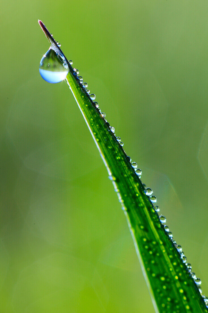 Detail, spring, light, macro, morning, morning rope, pattern, close_up, reflector, raindrop, sun, rope, dew, dewdrop, drop, water, drop of water, meadow, close up, one, graze individual, colorful, empty, fresh, graphical, pattern, green, isolation, wet, s