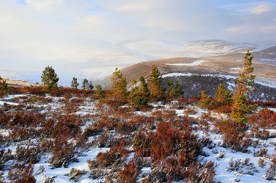 View, tree, mountain, mountains, mountain panorama, trees, Cairgorms, Cairgorms Mountains, Cairngorms, Erika, cliff, rock, cliff, mountains, moor, highlands, highland, hill, pine, living space, national park, park, panorama, snow, Scotland, Great Britain,