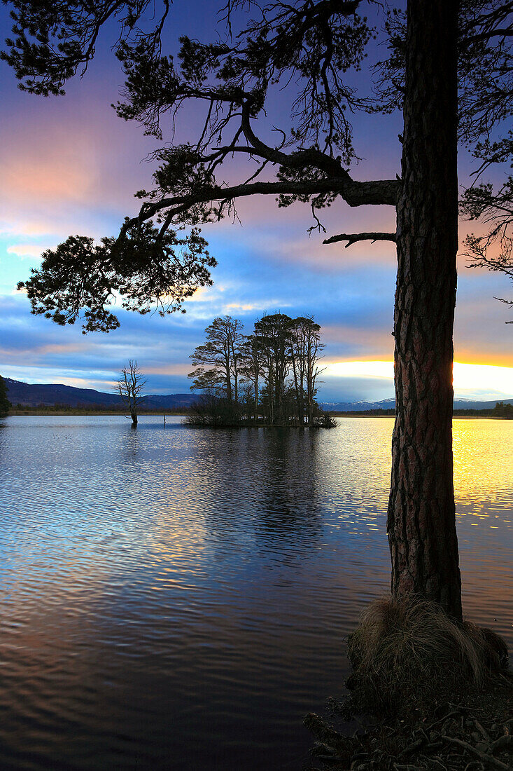 Evening, dusk, view, tree, mountain, trees, Cairngorms, highlands, highland, pine, Loch, Loch Mallachie, Mallachie, national park, park, panorama, Pinus sylvestris, reflection, silhouette, Scotland, Great Britain, Scots pine, lake, silhouette, sun, sundow