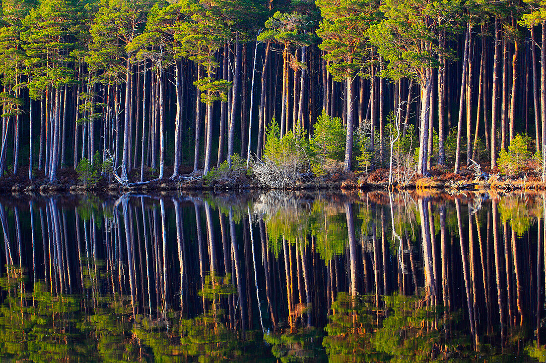 Tree, trunk, trunks, birch, birches, trees, Cairngorms, pine, jaw, pines, pine wood, Loch, mixed forest, pattern, national park, park, Pinus sylvestris, reflection, Scottish pine, Scotland, Great Britain, Scots pine, reflection, trunk, trunks, fir, fir wo