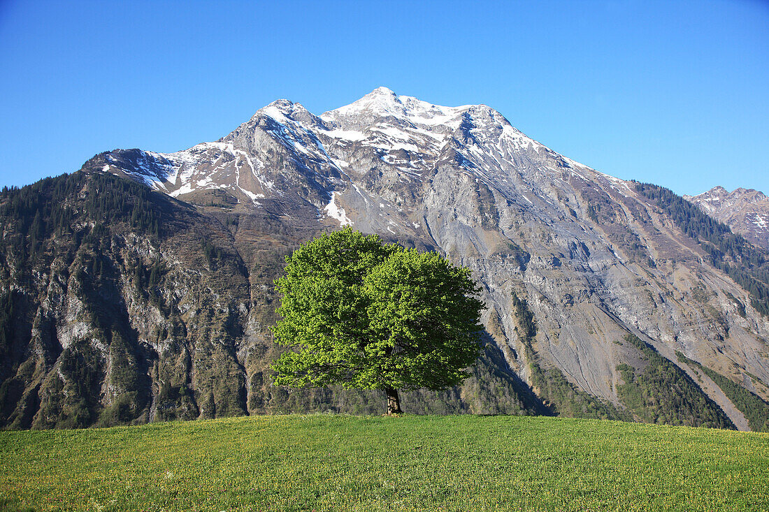 Geograpy, Nature, Europe, Switzerland, Schächental, Uri, Swiss Alps, Mountain, Tree, Hill, Field, Meadow, Tranquil, Landscape, Scenic, Spring, No People, Horizontal. Geograpy, Nature, Europe, Switzerland, Schächental, Uri, Swiss Alps, Mountain, Tree, Hill