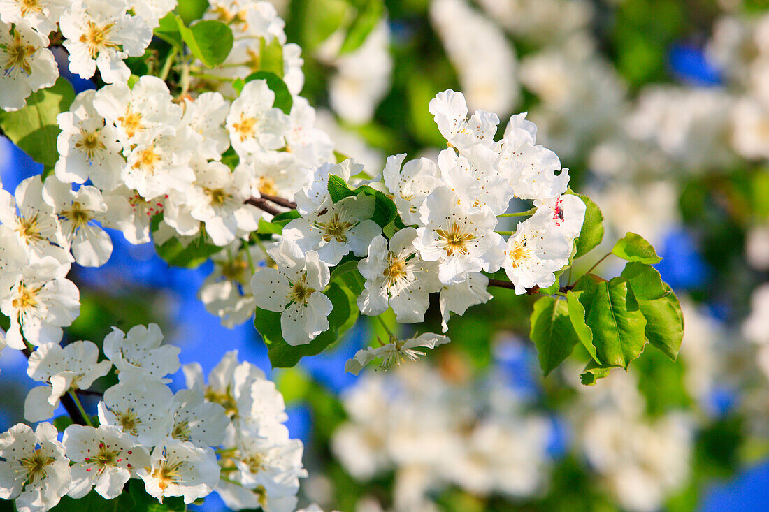 Agrarian, branch, knot, tree, pear tree, pear, pears, leaves, blossom, flourish, flower, splendour, detail, flora, spring, sky, pomes, pomes plants, agriculture, macro, close_up, nature, fruit, fruit_tree, Oetwil am See, plant, Pyrus domestica, Ranunculus