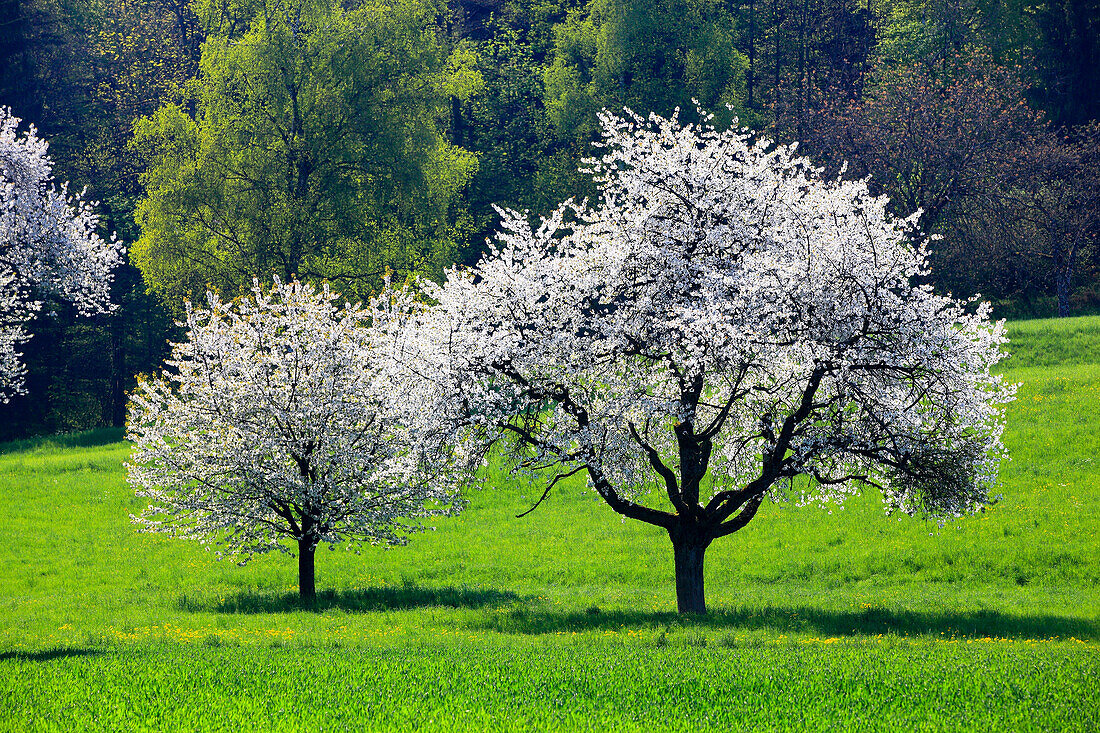 Agrarian, tree, blossom, flourish, flower, splendour, Cerasus, field, flora, spring, crowfoot, buttercup, sky, cherry tree, cherry tree blossom, flourish, cherry, agriculture, nature, fruit, fruit_tree, Oetwil am See, plant, crowfoot, buttercup, Switzerla