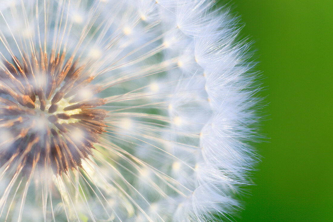 Flower, detail, flora, reproduction, ease, dandelion, dandelion, macro, pattern, sample, close_up, plant, puff, blowball, blowing, seed, Switzerland, Taraxacum officiale, withering, center, close up, reproduce, withers graphical, light, weightless, pass, 