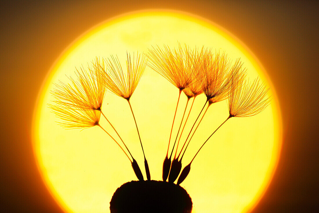 Flower, detail, flora, flight, reproduction, back light, sky, ease, light, air, dandelion, macro, morning, Morning_red, close_up, plant, puff, blowball, blowing, seed, silhouette, Switzerland, silhouette, sun, sunrise, Taraxacum officiale, withering, fly,