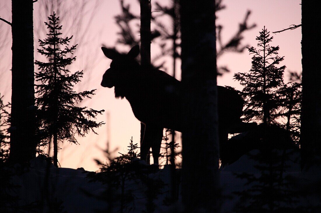 European elk Alces alces hiden in the forest on a winter day in Sweden