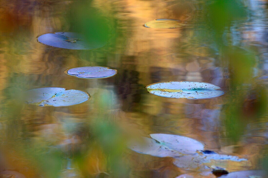 Leaves of water lilies on a lake in autumn