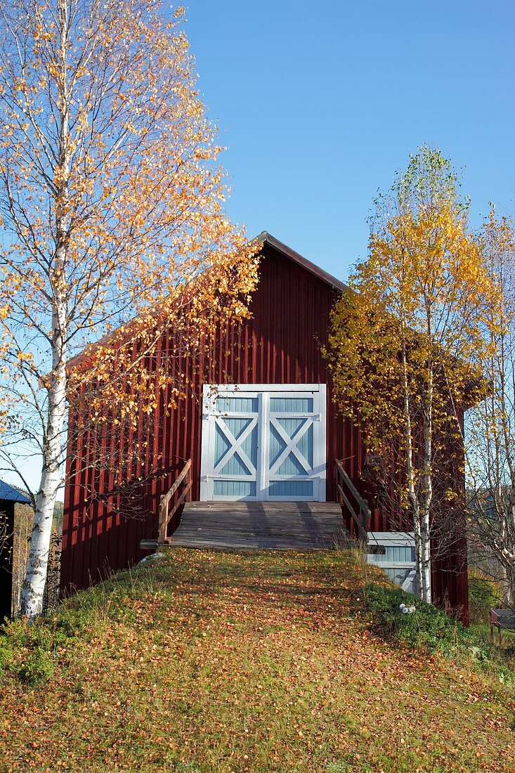 Golden birch trees are framing this red wooden barn on a farm in Sweden