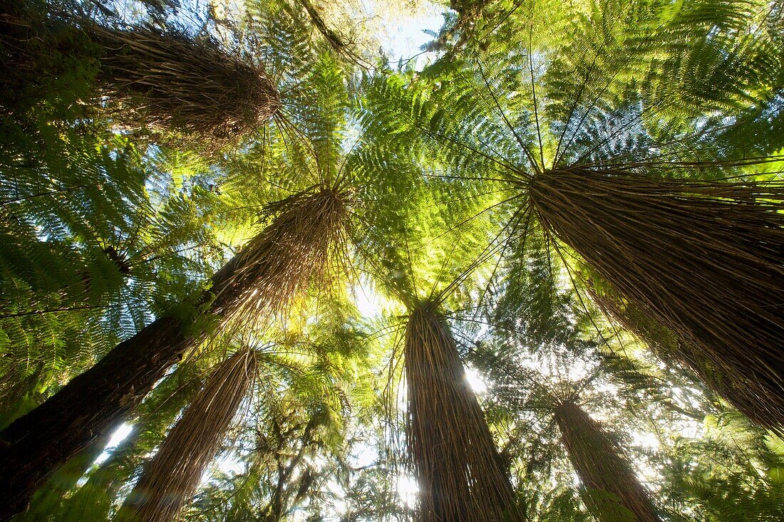 Tree ferns, thick canopy near Haast Pass, World Heritage, West Coast, New Zealand