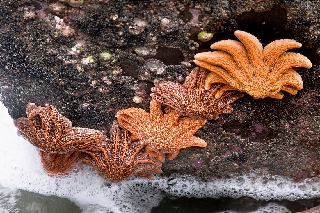 Reef starfish, Patangaroa spp, attached to rocks, visible at low tide, Paparoa National Park, West Coast, New Zealand