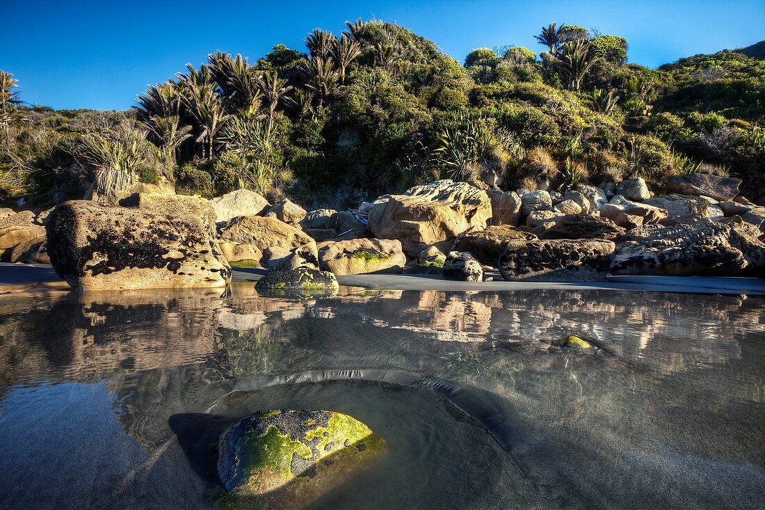 Incoming tide swirls past algae and shell covered rock, nikau palms in coastal bush near Punakaiki, Woodpecker Bay, Paparoa National Park, West Coast, New Zealand