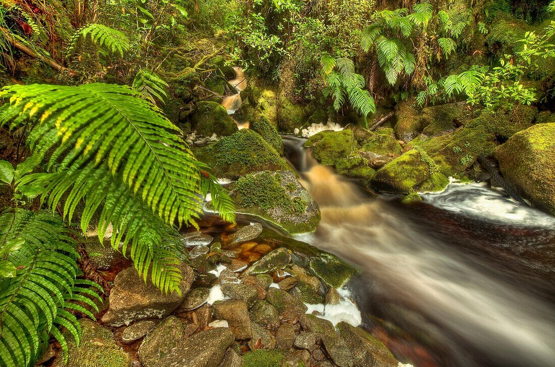 Stream stained brown by organic matter with overhanging ferns, Oparara arches, Kahurangi National Park, Karamea, West Coast, New Zealand