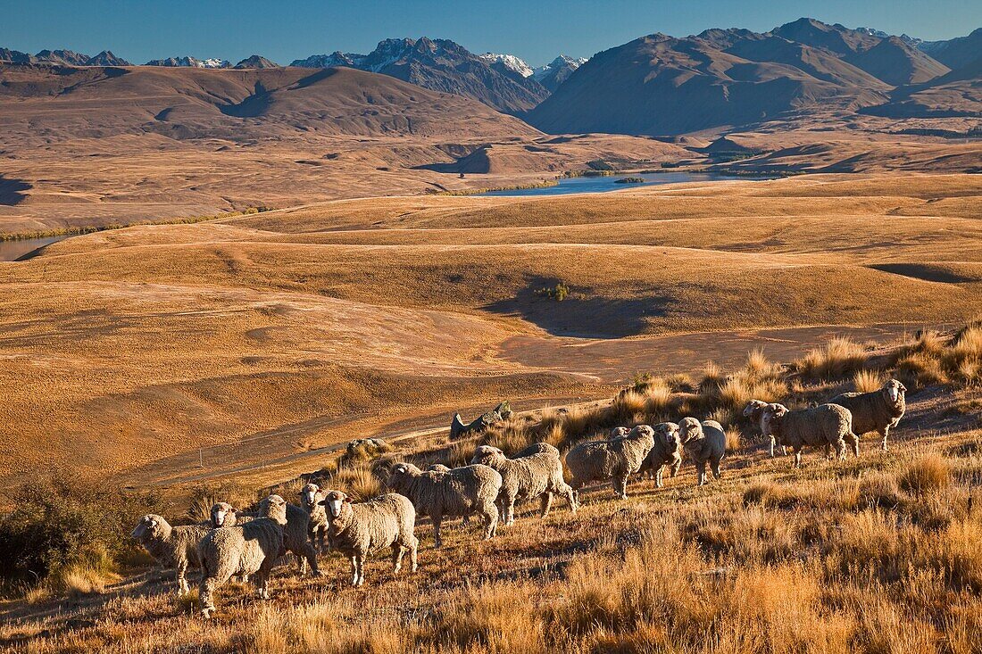 Merino sheep grazing dry autumn tussock grass near Mt John Observatory, Lake Alexandrina below, Mackenzie country, Canterbury