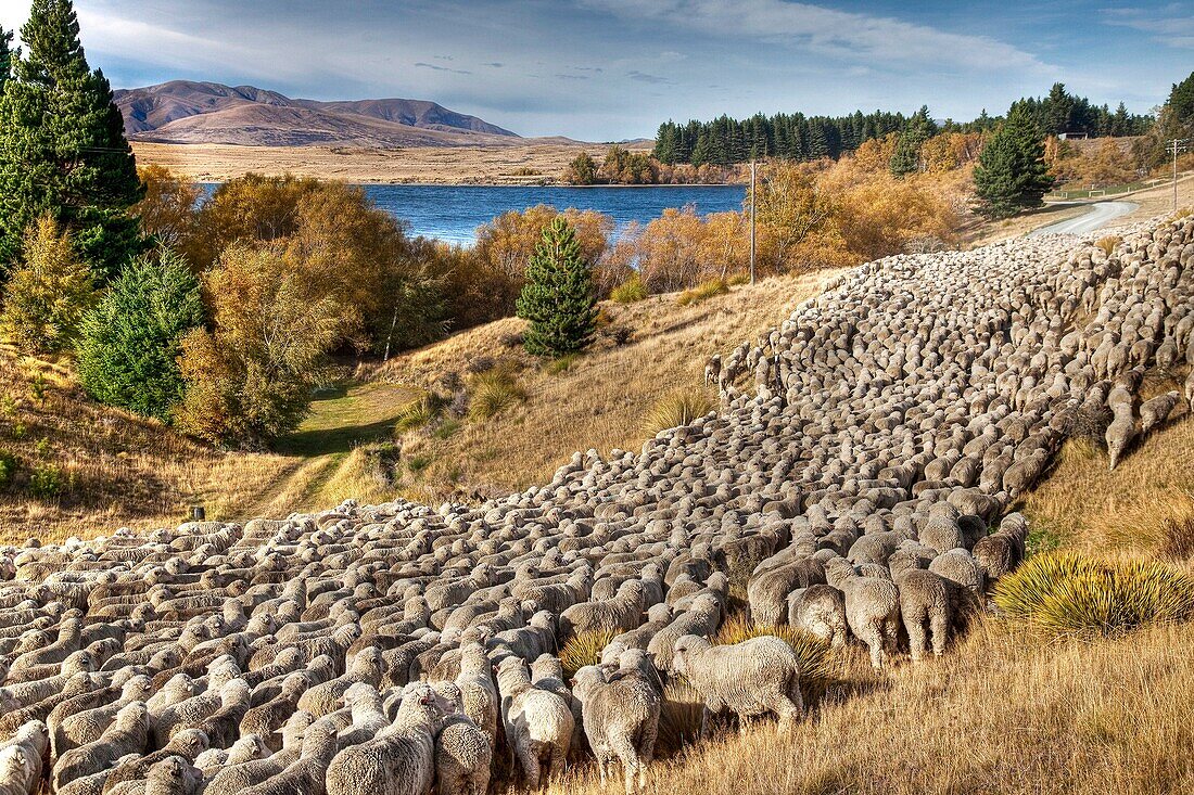 Merino sheep flock being moved by shepherd and dogs, Arrowsmith Station, autumn, Lake Heron, Canterbury