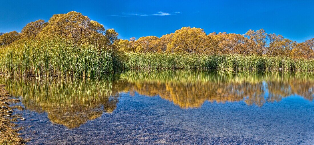 Lake Macgregor, reeds and willow trees reflections in autumn, important wildfowl breeding wetlands near Lake Alexandrina, Mackenzie Country, Canterbury