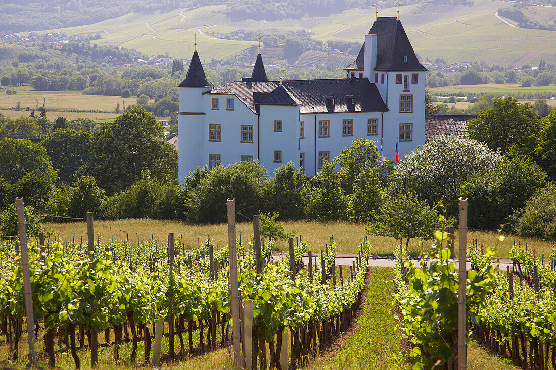 Vineyard in front of Schloß Berg, Berg castle at Perl-Nennig, Saarland, Germany, Europe