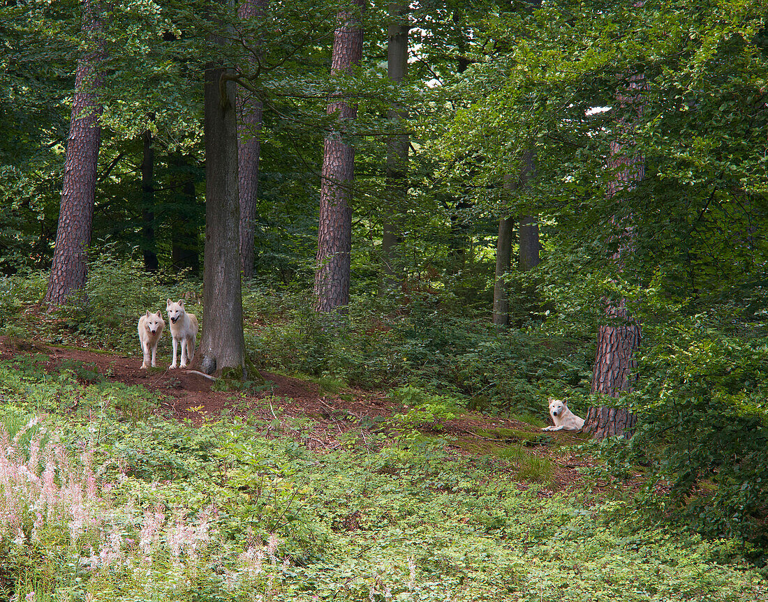 Wölfe im Wolfspark Werner Freund, Merzig, Saarland, Deutschland, Europa