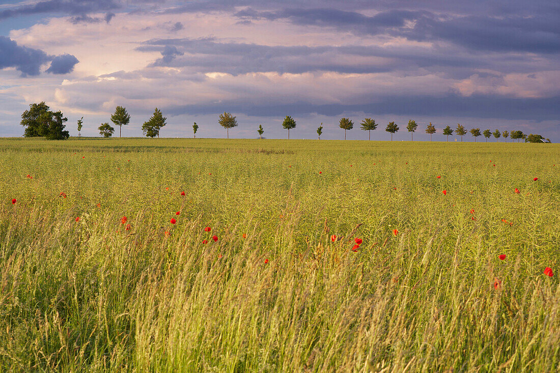 Blick über Felder unter wolkigem Abendhimmel, Bliesgau, Saarland, Deutschland, Europa
