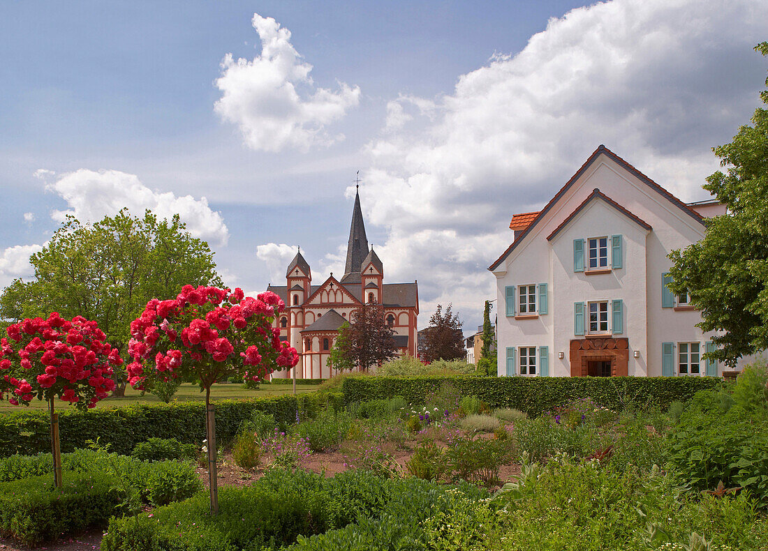 Rosenblüte vor Propsteikirche St. Peter mit Pfarrgarten, Merzig, Saarland, Deutschland, Europa