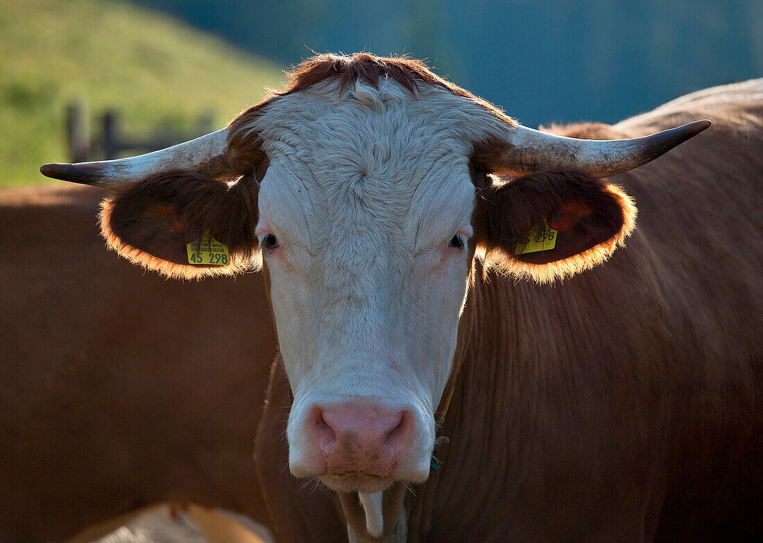 Young bull, Hofbauern-Alm, Kampenwand, Chiemgau, Upper Bavaria, Germany