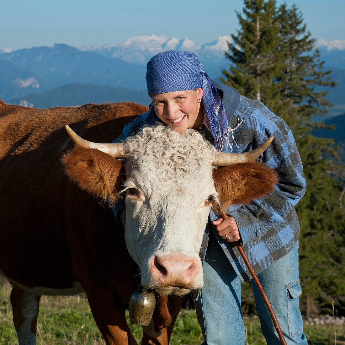 Dairymaid with cattle, Hofbauern-Alm, Kampenwand, Chiemgau, Upper Bavaria, Germany