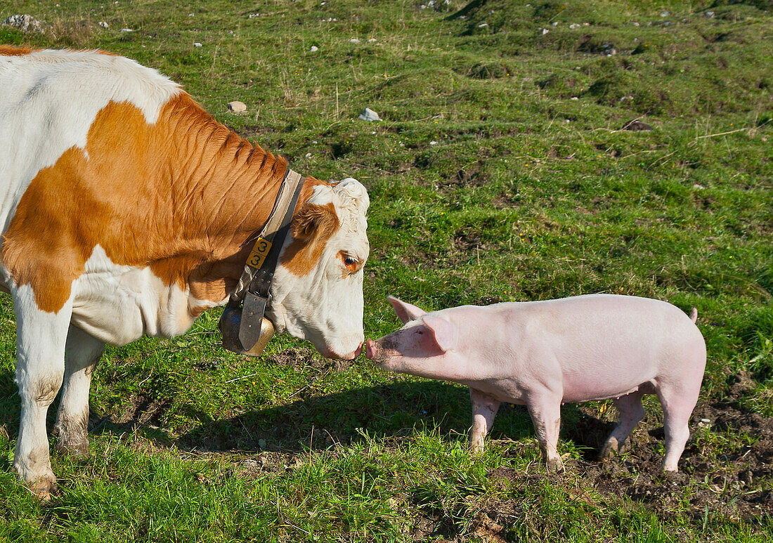 Kuh und Schwein auf einer Weide, Hofbauern-Alm, Kampenwand, Chiemgau, Oberbayern, Bayern, Deutschland