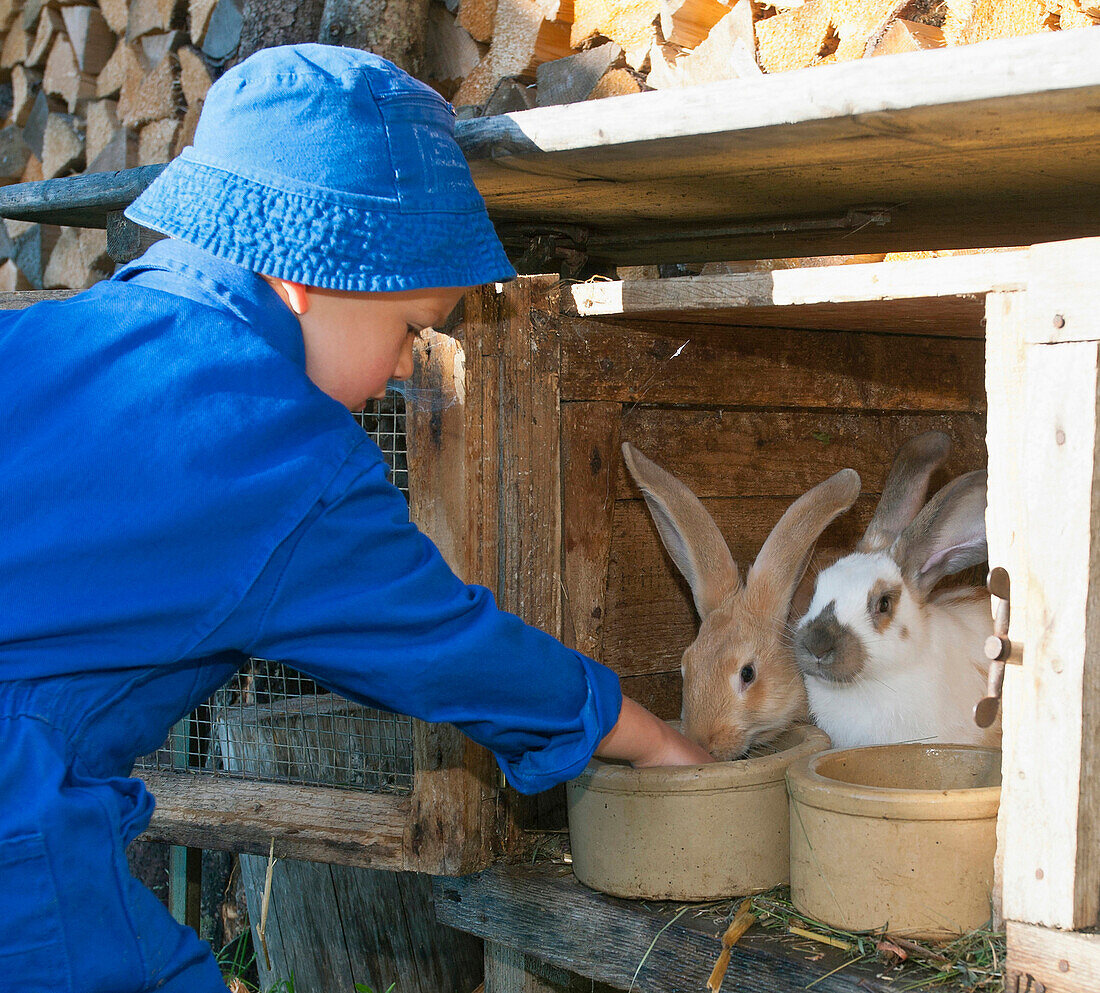 Boy feeding bunnies, Hofbauern Alm, Kampenwand, Chiemgau, Upper Bavaria, Germany