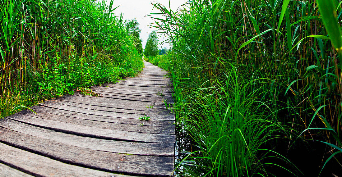 Wooden path between reeds, Uffing, lake Staffelsee, Upper Bavaria, Germany