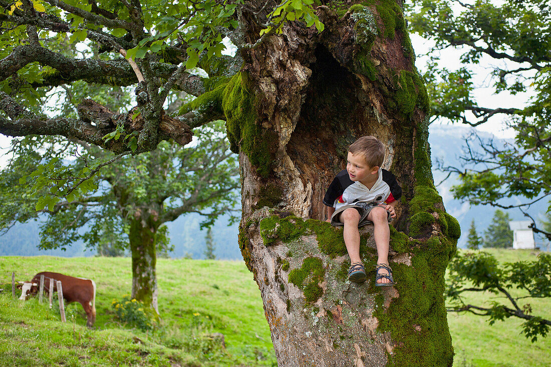 Boy sitting in a sycamore maple tree, Hofbauern-Alm, Kampenwand, Chiemgau, Upper Bavaria, Germany