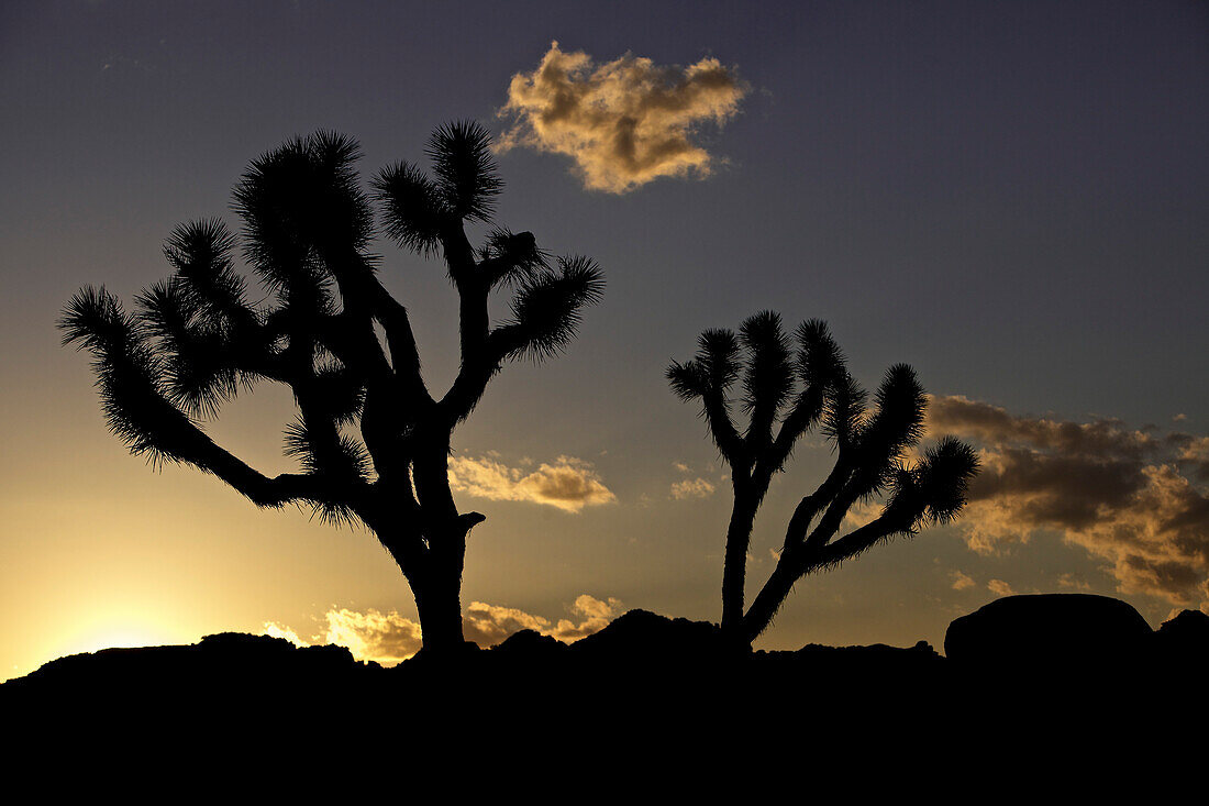 Silhouetten von zwei Josuabäumen, Joshua Tree National Park, Kalifornien, USA