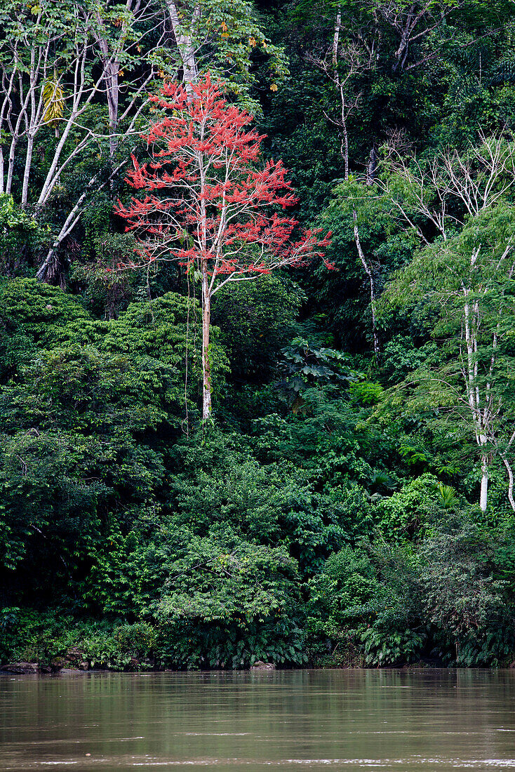 Roter Baum im Regenwald, Rio Napo, Amazonas, Ecuador, Südamerika