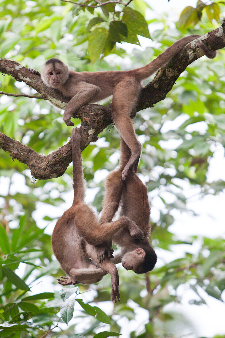 Capuchin monkeys at Misahualli, Rio Napo, Amazonas, Ecuador, South America