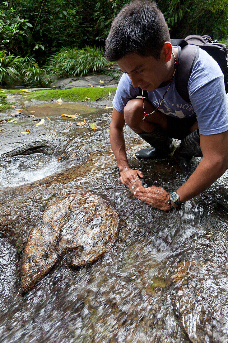 Ein junger Mann, ein Indio zeigt einen riesigen Amoniten in einem Bachlauf, Amazonas, Ecuador, Südamerika