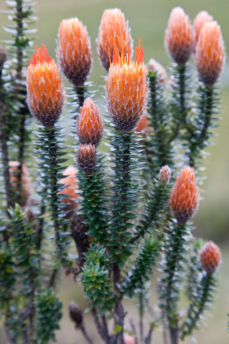 Blüten der Pflanze Chuquiragua, Cotopaxi Nationalpark auf 4000 Meter, Anden, Ecuador, Südamerika