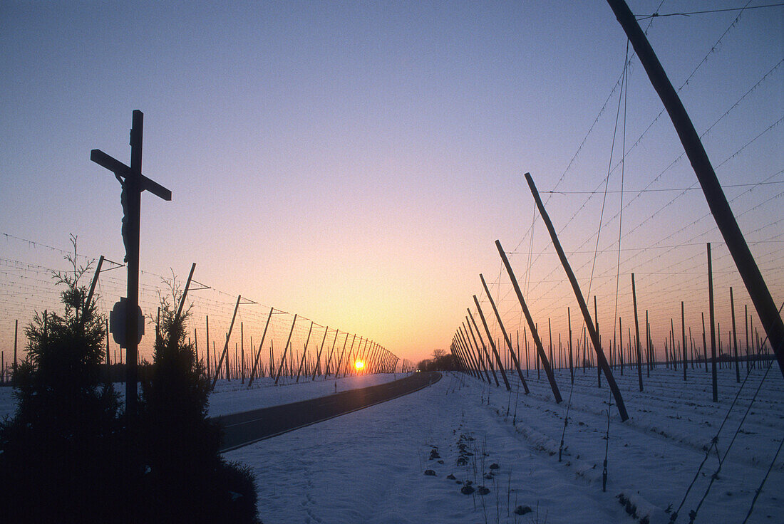 Hop field in winter at sunset, Holledau, Bavaria, Germany, Europe
