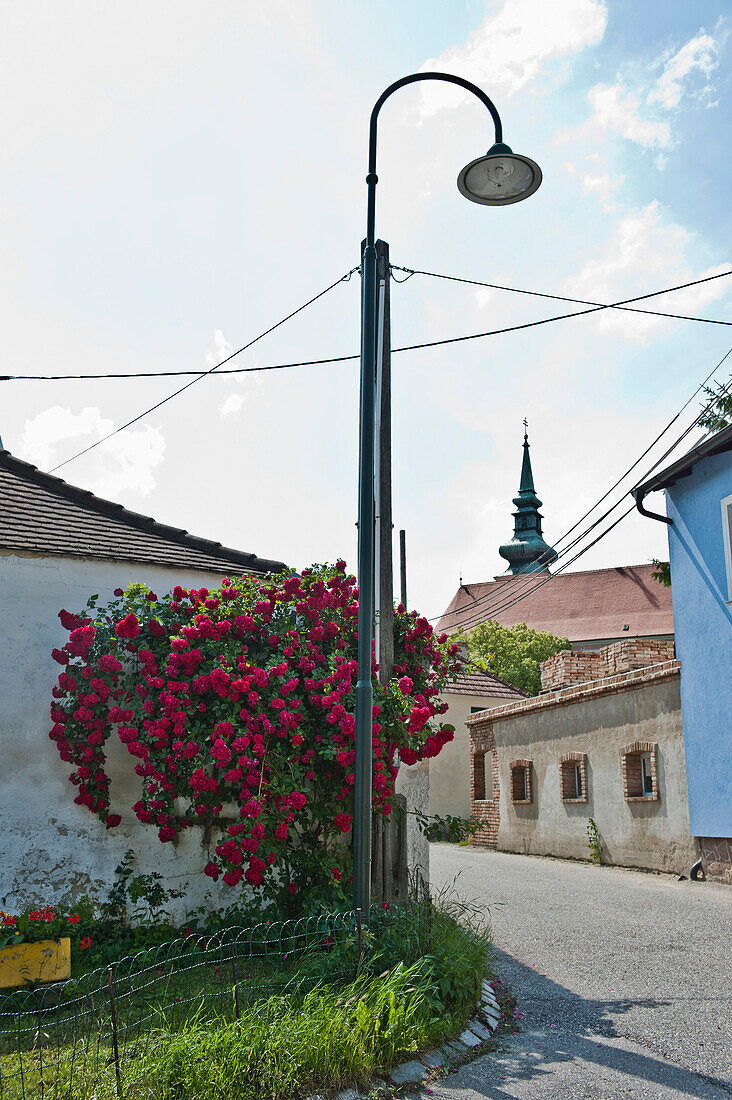 Poysdorf, Weinregion Poysdorf, Weinviertel, Niederösterreich, Österreich