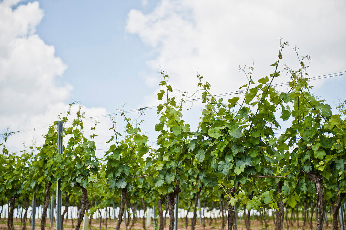 Weinstock im Weinregion Poysdorf, Weinviertel, Niederösterreich, Österreich